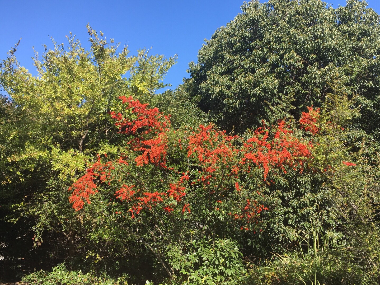 紅葉を楽しむ須磨浦公園ハイク Toshiさんの神戸市の活動日記 Yamap ヤマップ