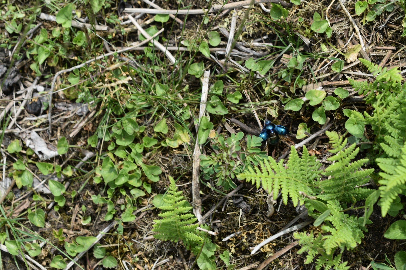 学能堂山の紅花ヤマシャクヤク フタリシズカ 06 09 Ootakahiko さんの三峰山 学能堂山の活動データ Yamap ヤマップ