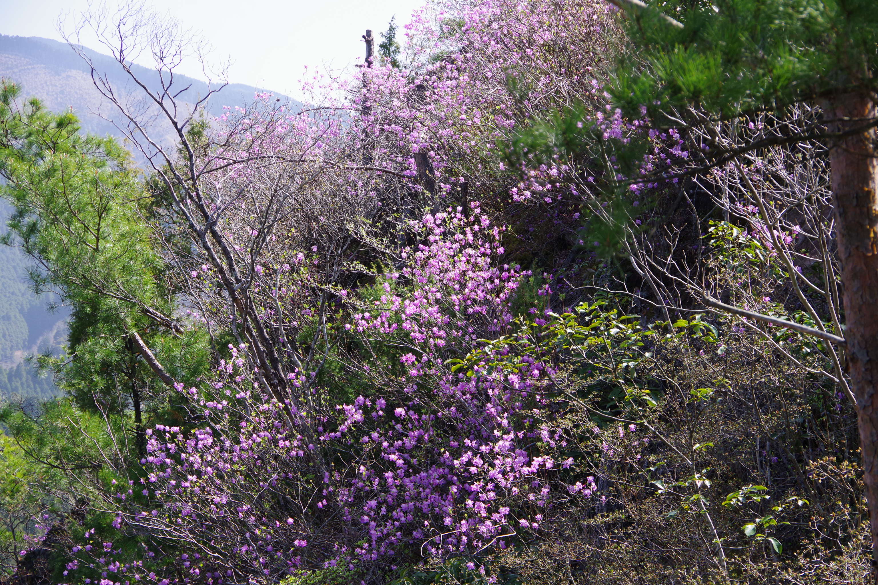 修験ワンダーランド岩屋神社の玄海ツツジと花散策 ぐんさんさんの釈迦ヶ岳 大日ヶ岳 岳滅鬼山の活動データ Yamap ヤマップ