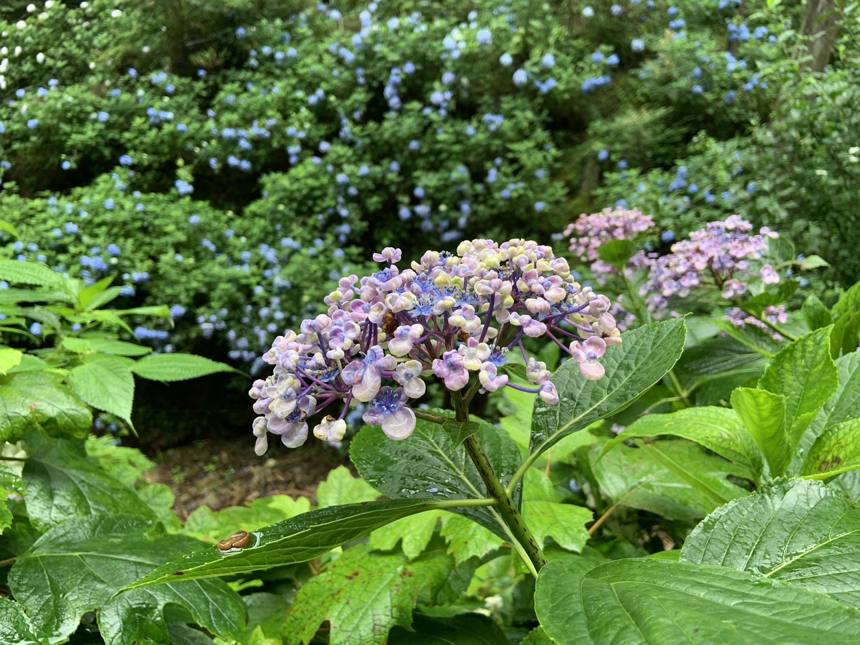 南沢あじさい山 あじさいの咲く山 あの頂を越えて