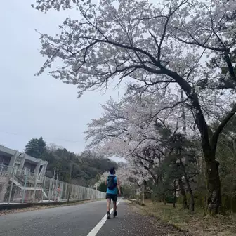 林道から車道へ💨

この辺りの桜はピークを越えていました🌸

満開の時は圧巻なんじゃないかな✨