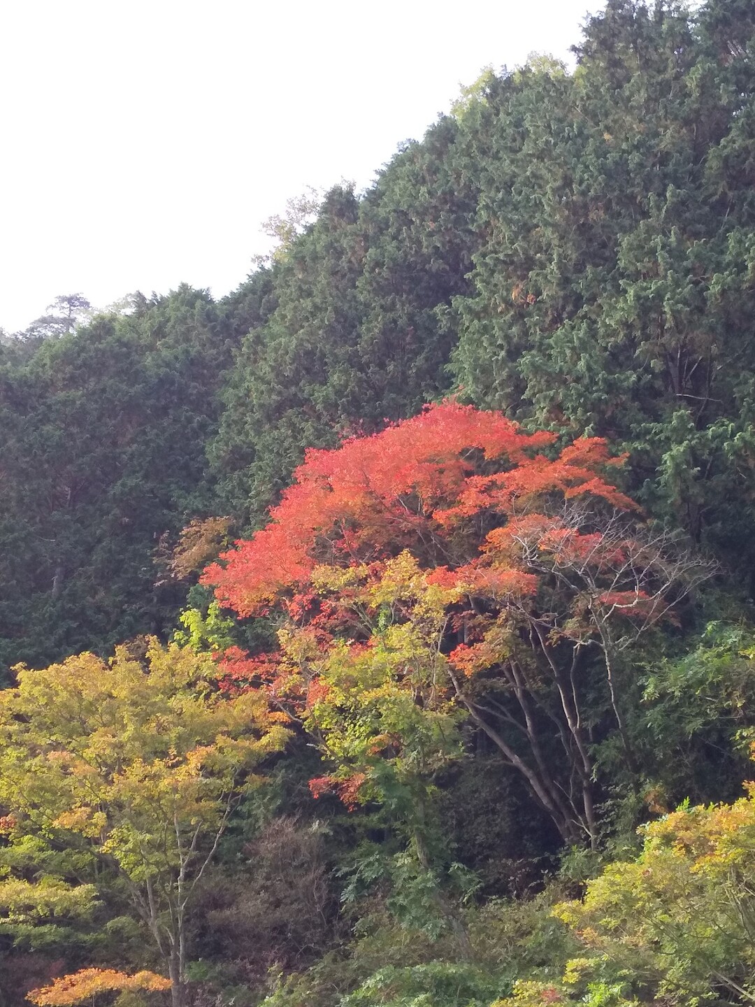 昇仙峡 弥三郎岳 羅漢寺山 周回 ねこさんの弥三郎岳 羅漢寺山 の活動日記 Yamap ヤマップ