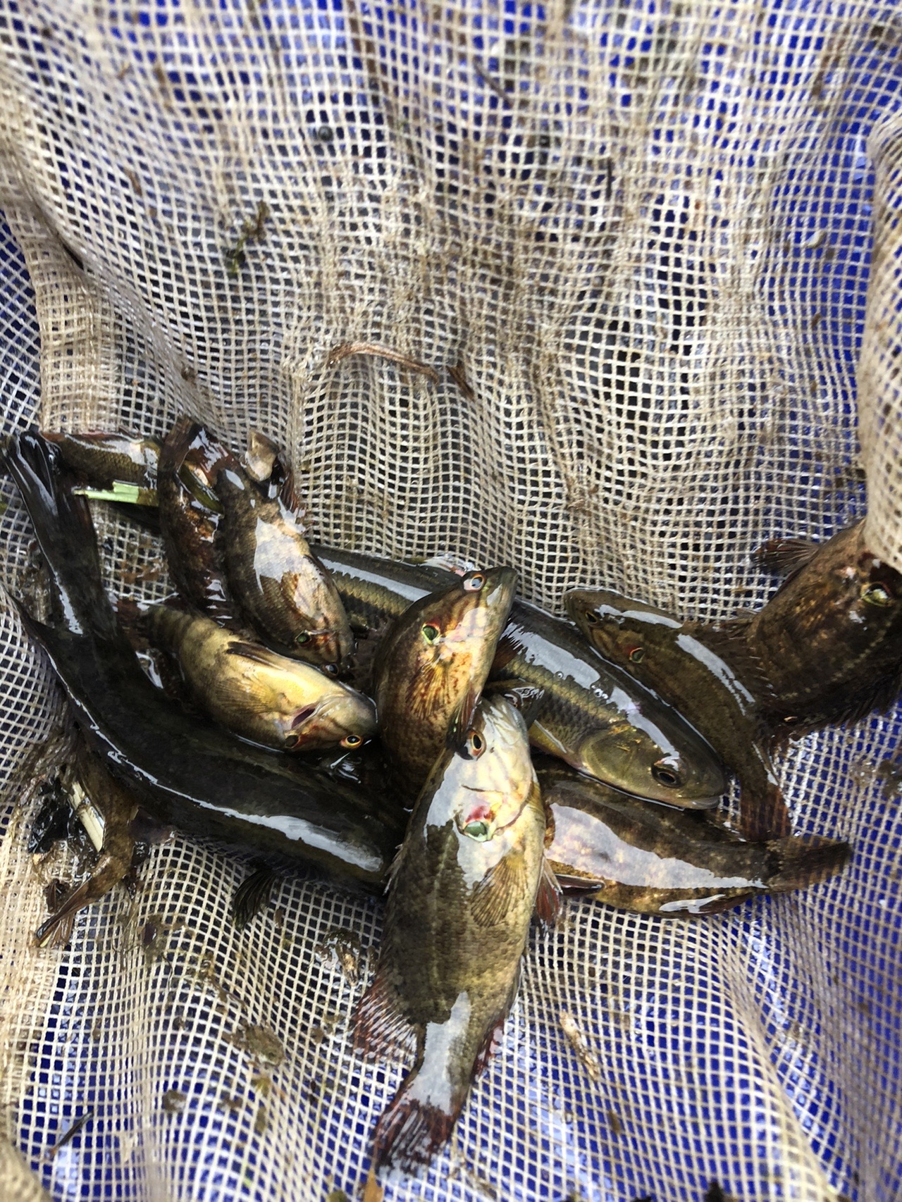 八王子ガサ さんの富士山の活動データ Yamap ヤマップ