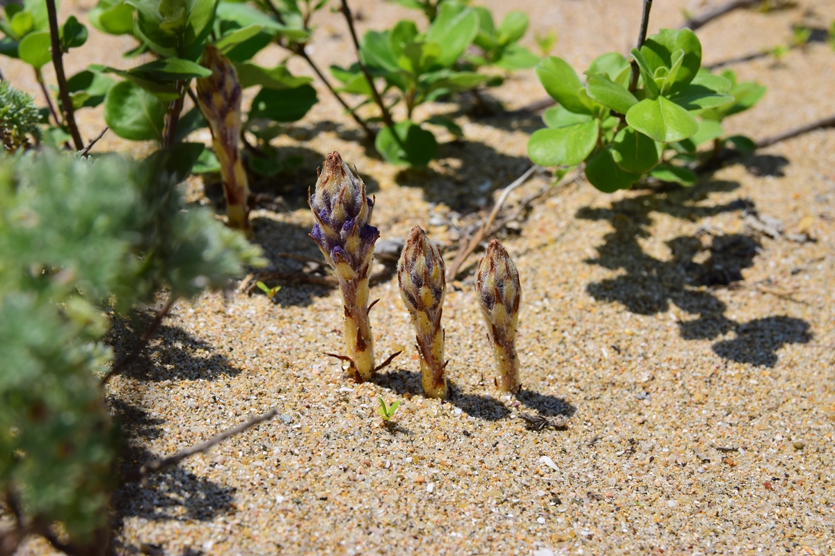 ツクシみたいなハマウツボ