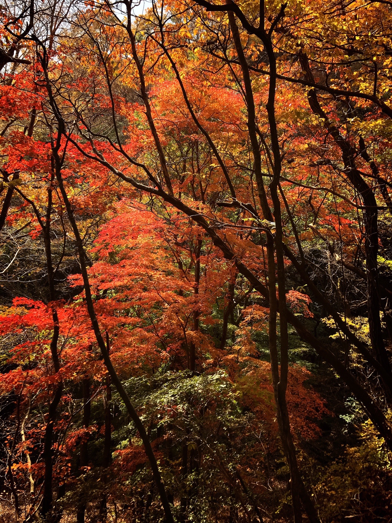月イチ由布岳 麓の紅葉 Coki Aさんの由布岳 鶴見岳の活動データ Yamap ヤマップ