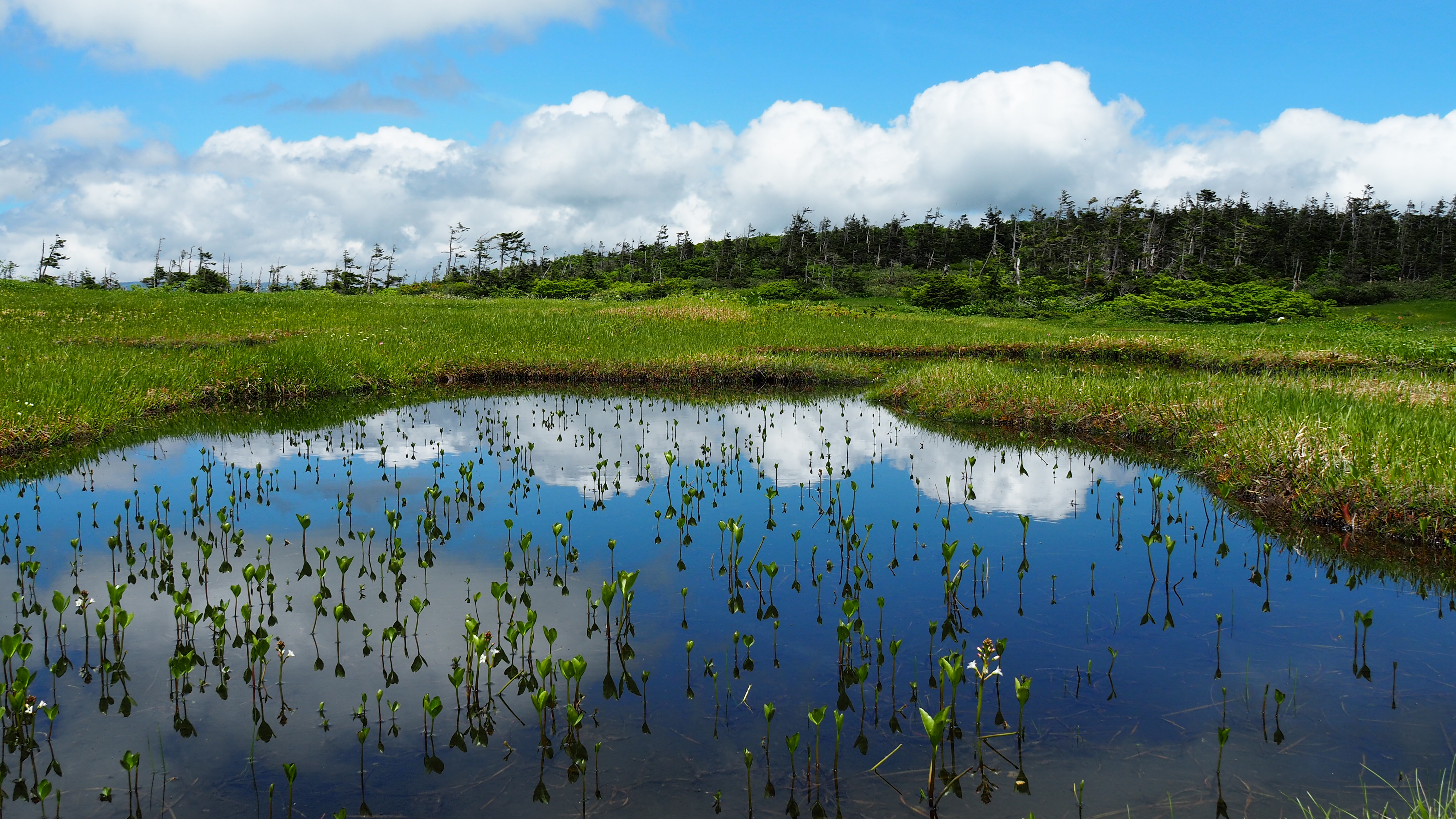烏帽子岳 乳頭山 笊森山 千沼ヶ原 ヤマセミさんの乳頭山 湯森山 大白森の活動データ Yamap ヤマップ