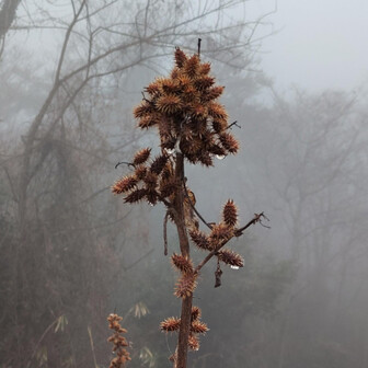 生駒山・神津嶽・大原山 ひっつき虫（オオオナモミ）
最近はあまり見かけなくなったなぁ。