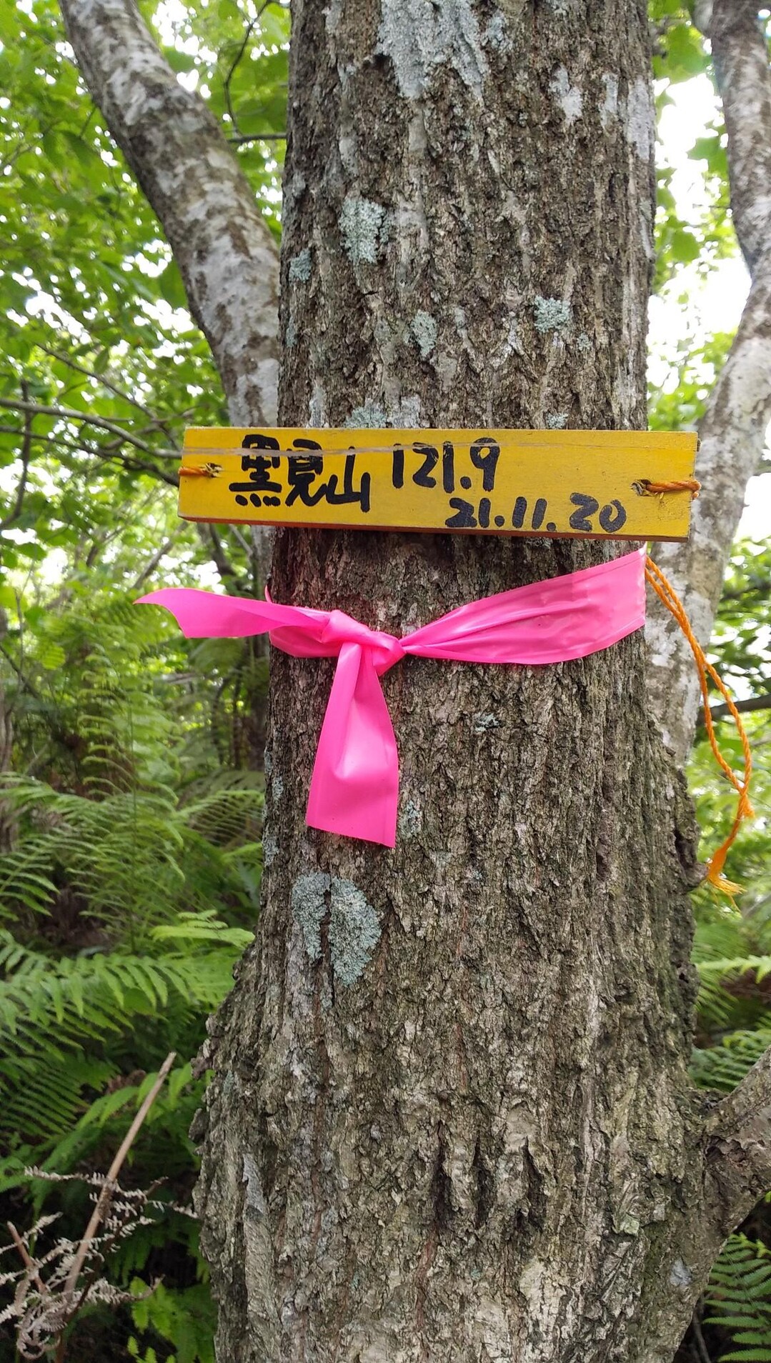 宇部市の黒見山 / いさっちさんの禅定寺山・平原岳の活動データ | YAMAP / ヤマップ