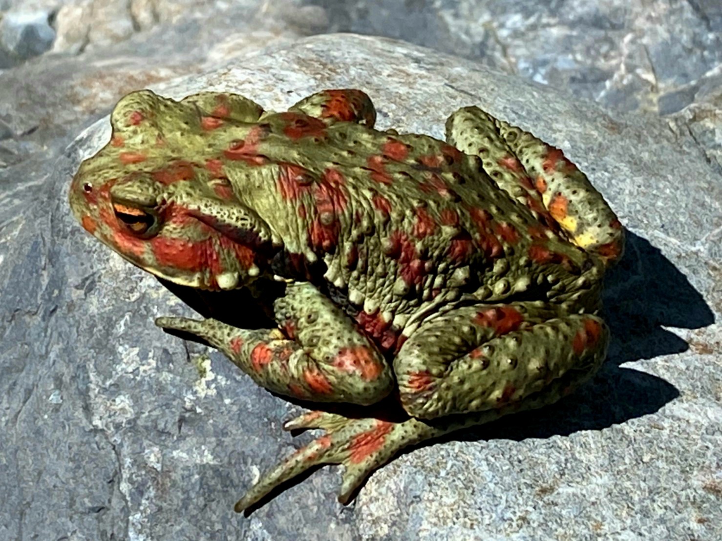なぬ 40 超え じゃ今日も沢でキマリだな 神童子谷 しえらtさんの観音峯山 大普賢岳 山上ヶ岳 稲村ヶ岳の活動日記 Yamap ヤマップ
