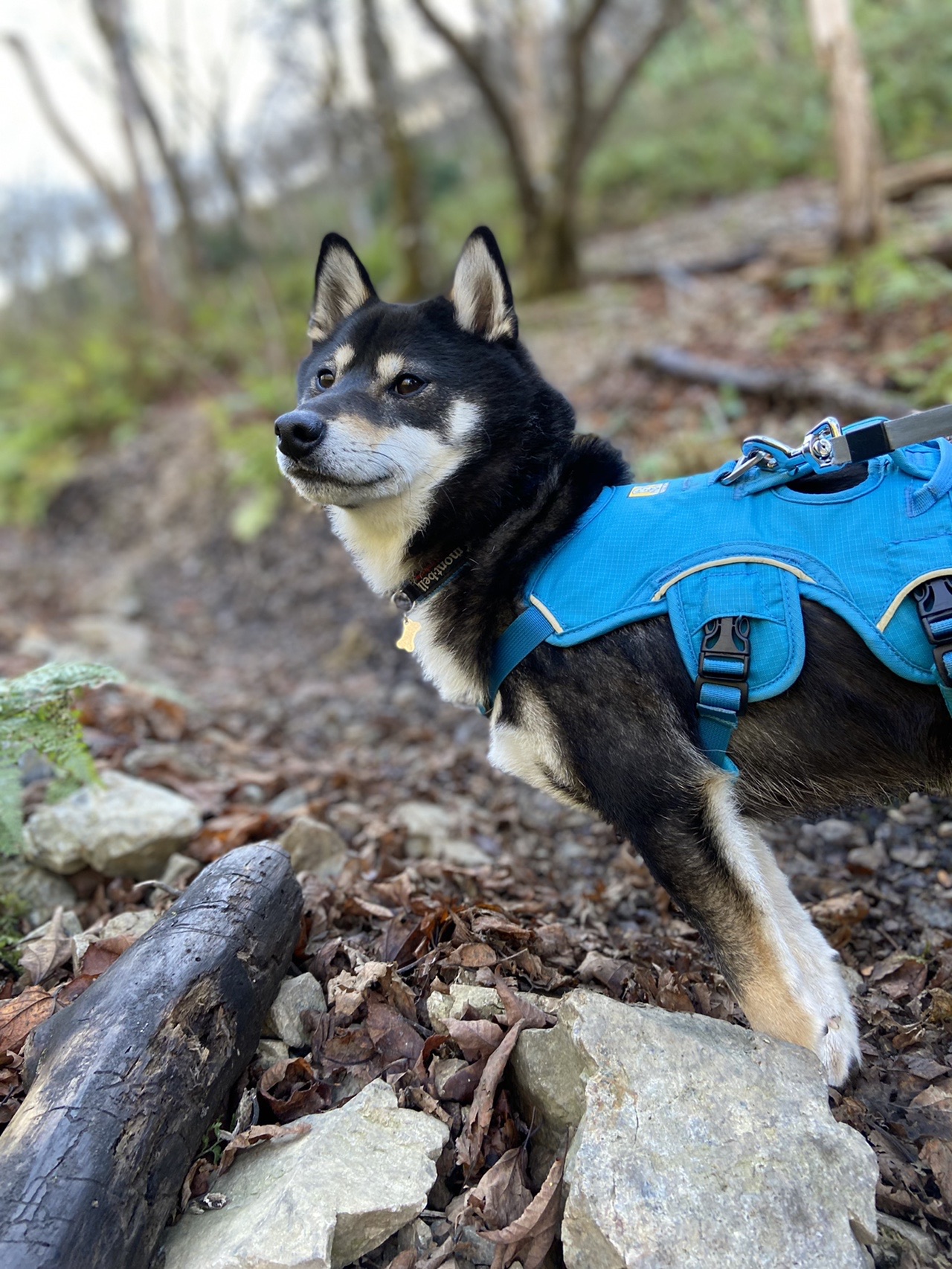小春日和 銚子ヶ口で スパゲティ Corchanさんの日本コバの活動データ Yamap ヤマップ