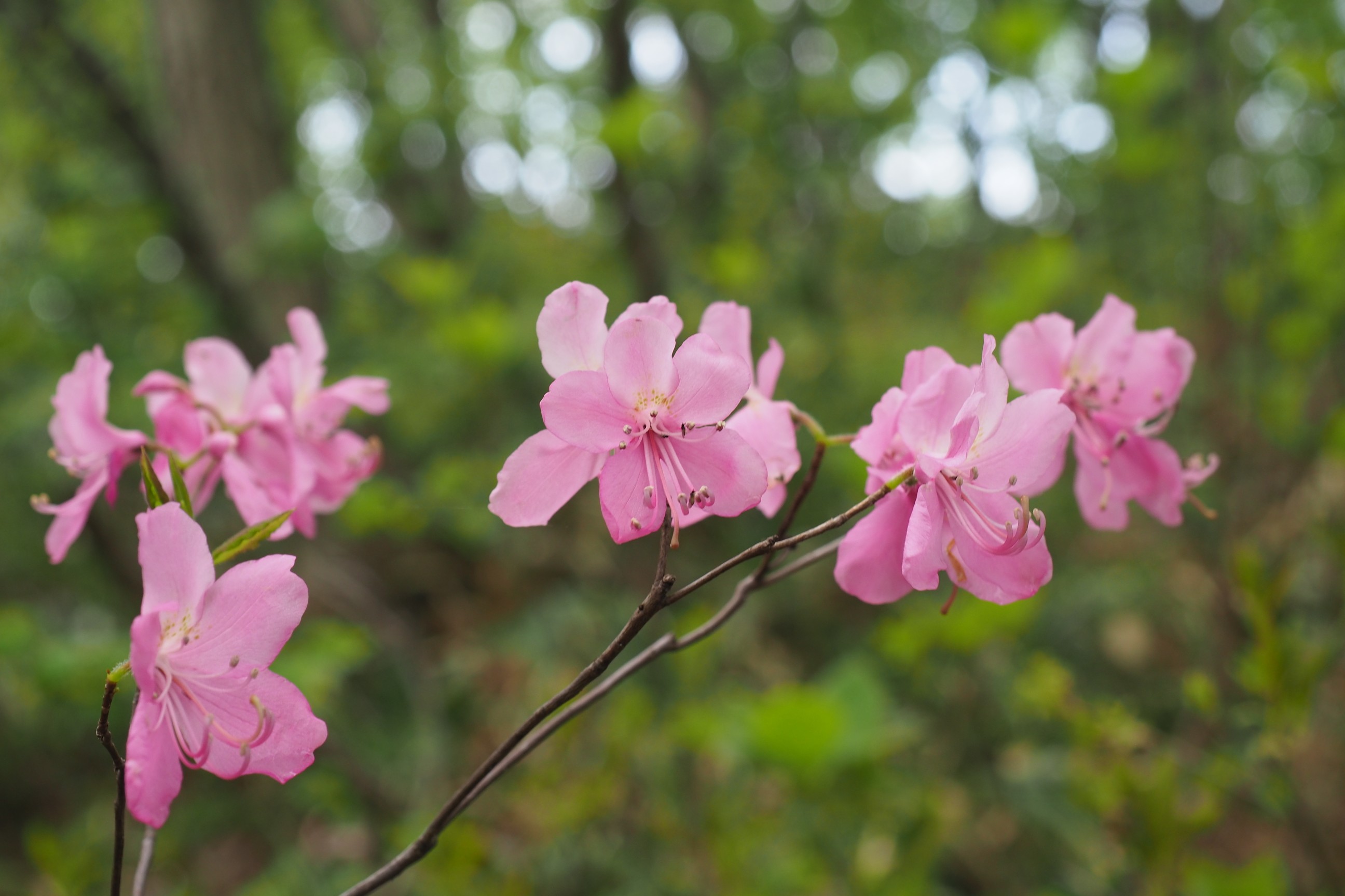 木六山・銀次郎山 つつじ