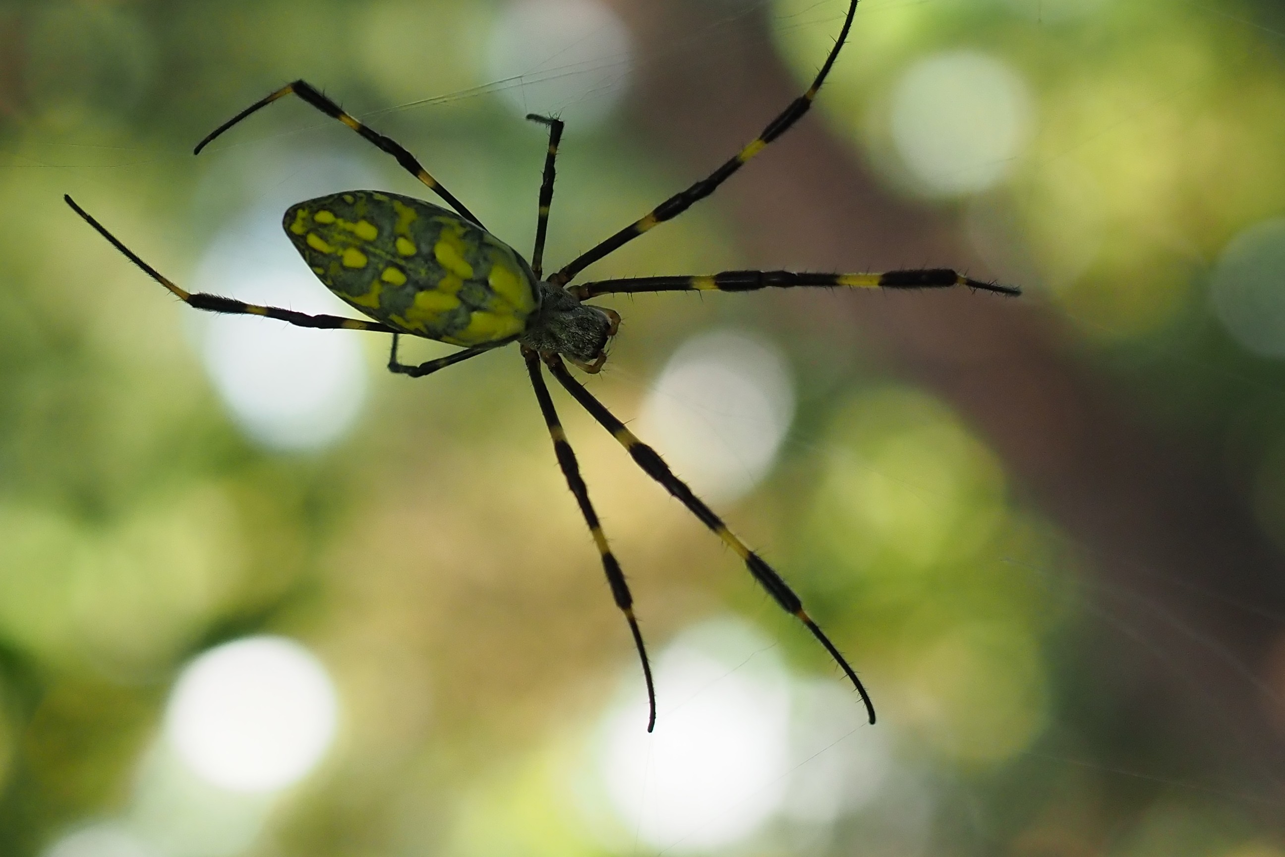 木六山・銀次郎山 綺麗に撮らせてくれたのでクモの巣よけて通りました😄