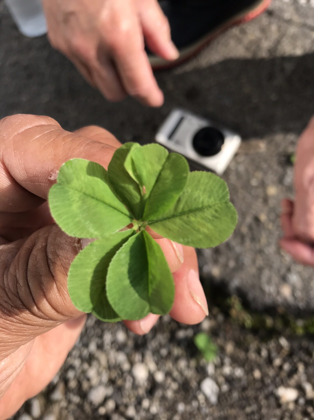 四つ葉のクローバーは何かいい事があると 五っ葉のクローバーは きょうくんさんの笹ヶ峰 寒風山 平家平の活動日記 Yamap ヤマップ