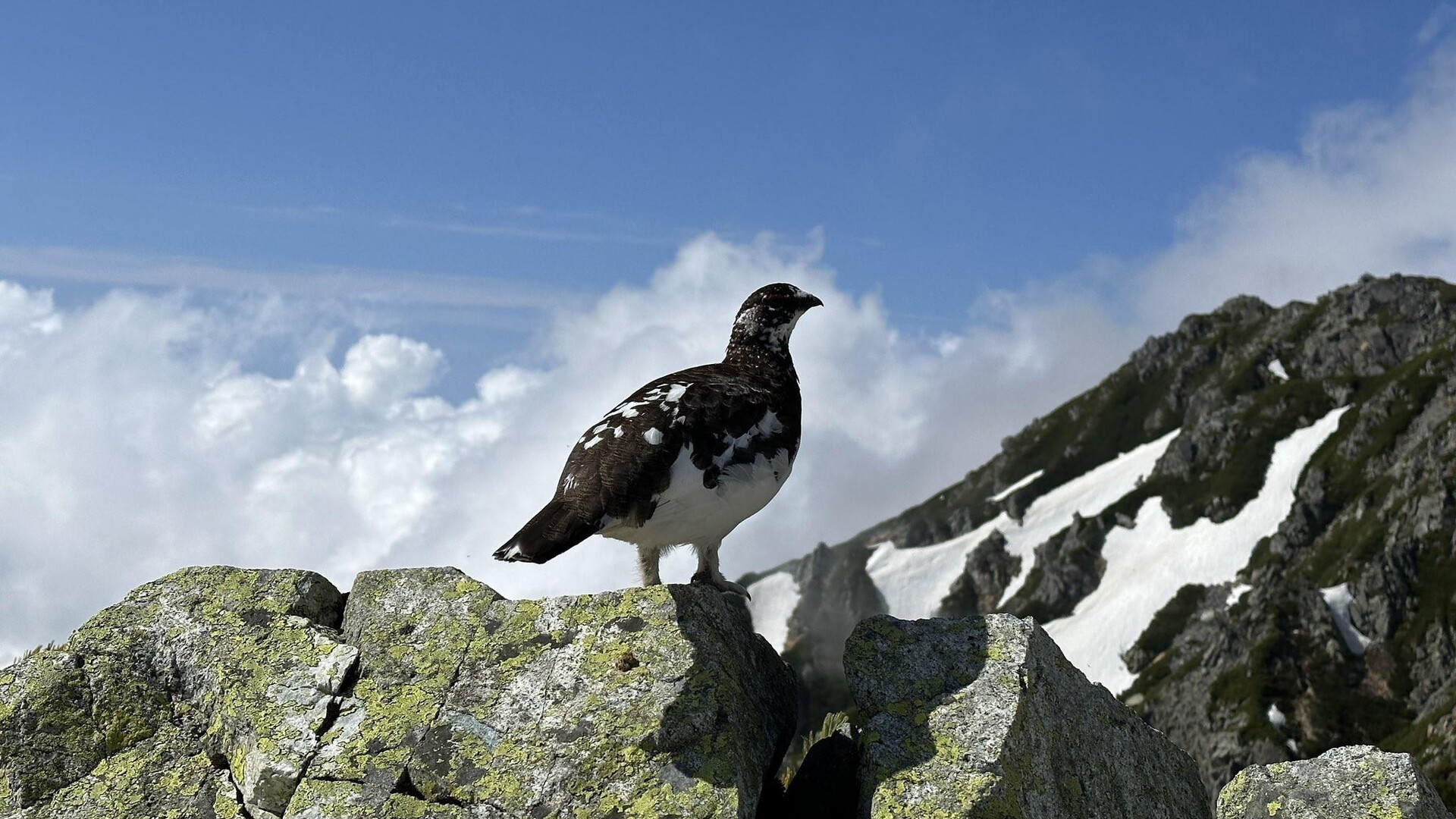 ナカムラのページ YAMAP / ヤマップ