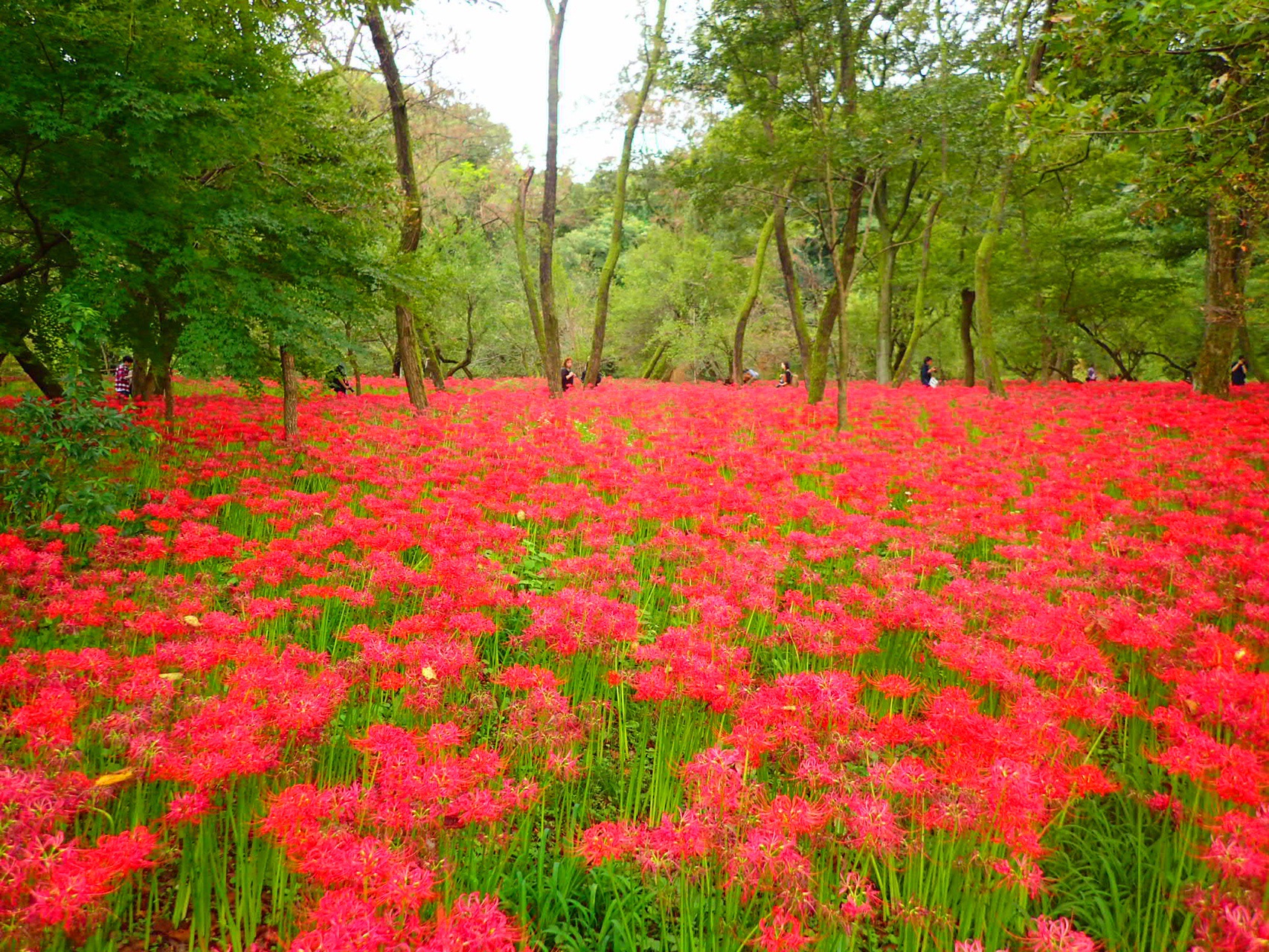 巾着田の彼岸花を求め奥武蔵縦走 みくぞう さんの丸山の活動日記 Yamap ヤマップ