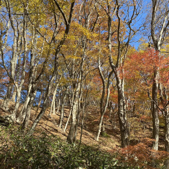 鷹巣山までも場所によって良い紅葉