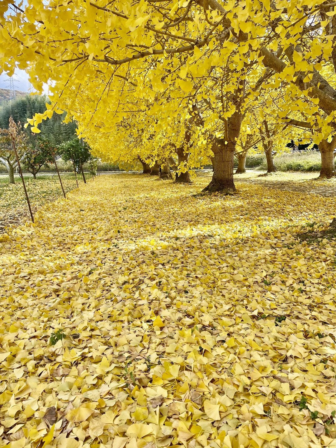 新城市八名井のいちょう並木 黄金の絨毯... / D.ケンさんのモーメント YAMAP / ヤマップ