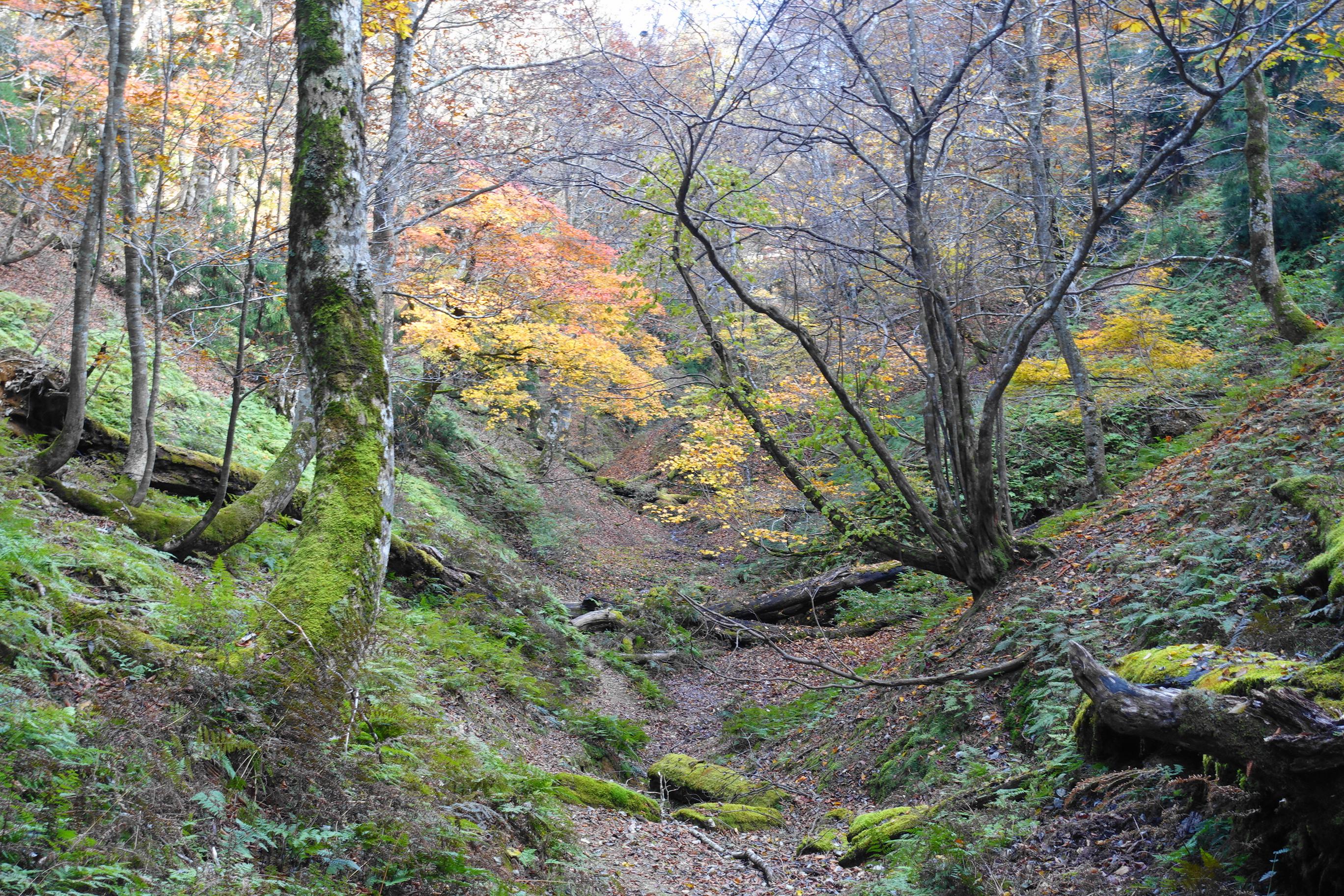 由良川源頭から下流を眺める
