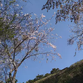 山頂にも桜が🌸