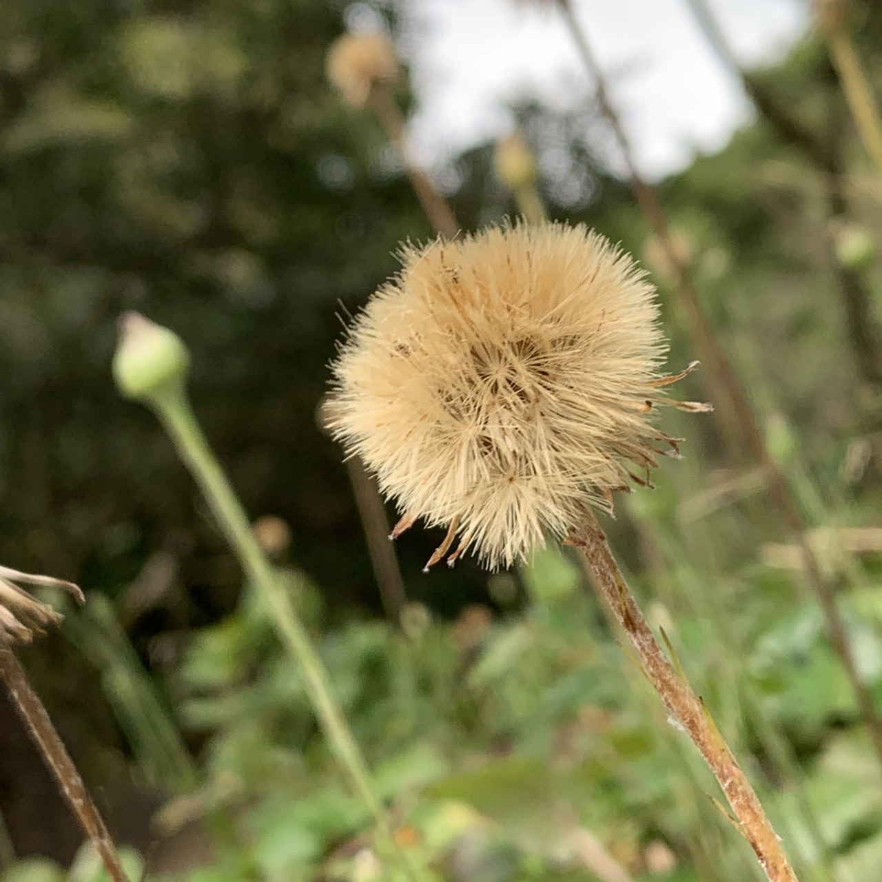 待ちわびた四王寺山のオケラ 19 10 06 とっこさんの四王寺山 大城山 大原山の活動日記 Yamap ヤマップ