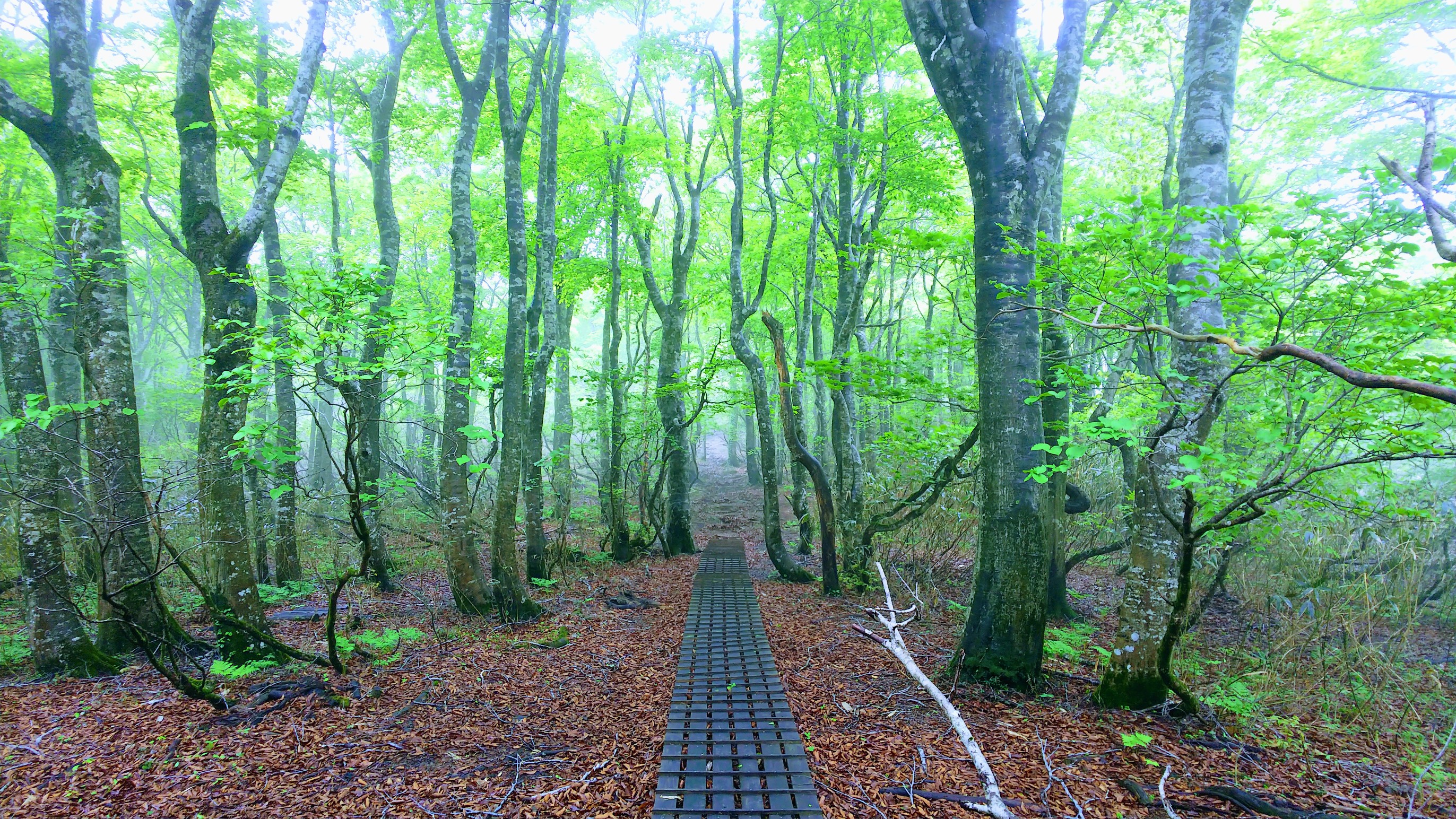 ふるさと兵庫100山登頂の軌跡 さとぽんさんの登山の活動日記 Yamap ヤマップ