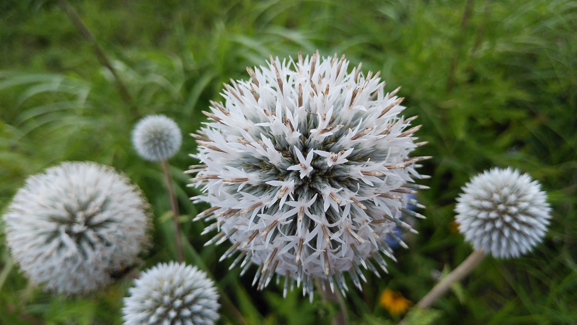 ヒゴタイ公園 青と白のボンボン Tomoさんの草原の村 うぶやまトレッキング ヒゴタイ公園と山野草コースの活動日記 Yamap ヤマップ
