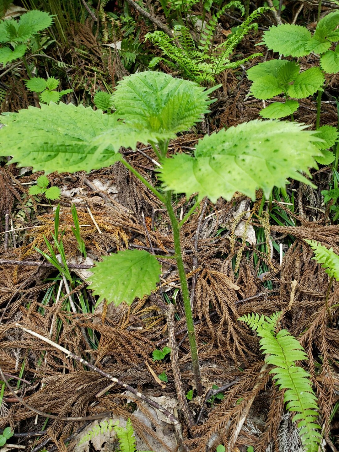 男助山 / たかさんの男助山・女助山の活動データ YAMAP / ヤマップ