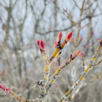 蘇武岳 何の蕾だろう❓もう3月、春の足音ってヤツやね🍀