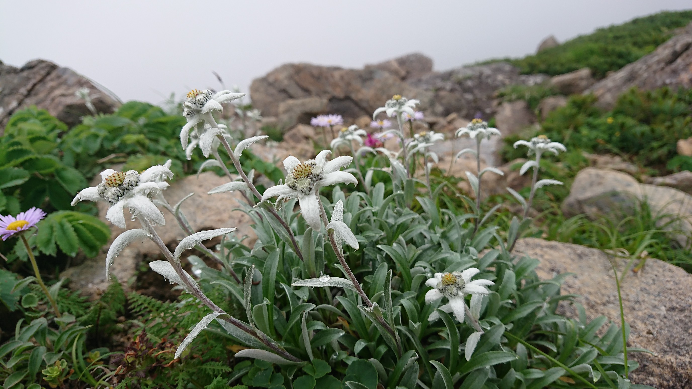 ハヤチネウスユキソウに逢いに 桜ママさんの早池峰山 薬師岳 鶏頭山の活動データ Yamap ヤマップ