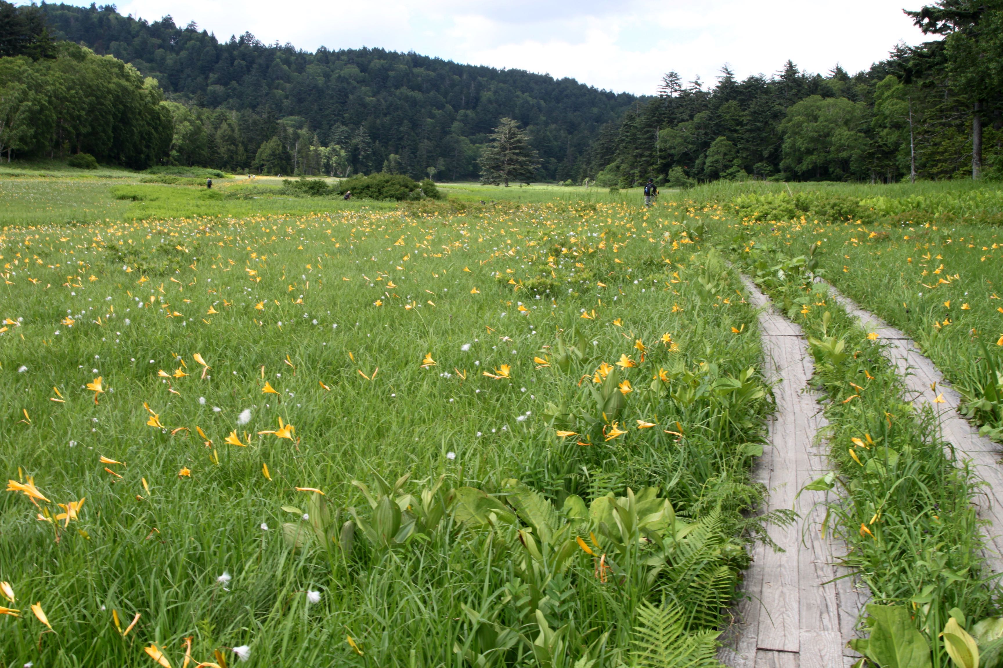 大江湿原ではニッコウキスゲが満開 燧ヶ岳 尾瀬沼 たづーさんの尾瀬 燧ヶ岳の活動日記 Yamap ヤマップ