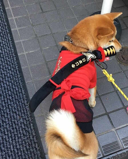 秋田犬 柴犬 浅草足立屋 展覧会引き綱 首輪