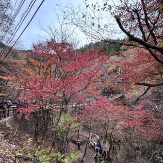 モミジの向こうに吊り橋が見えたよ🍁