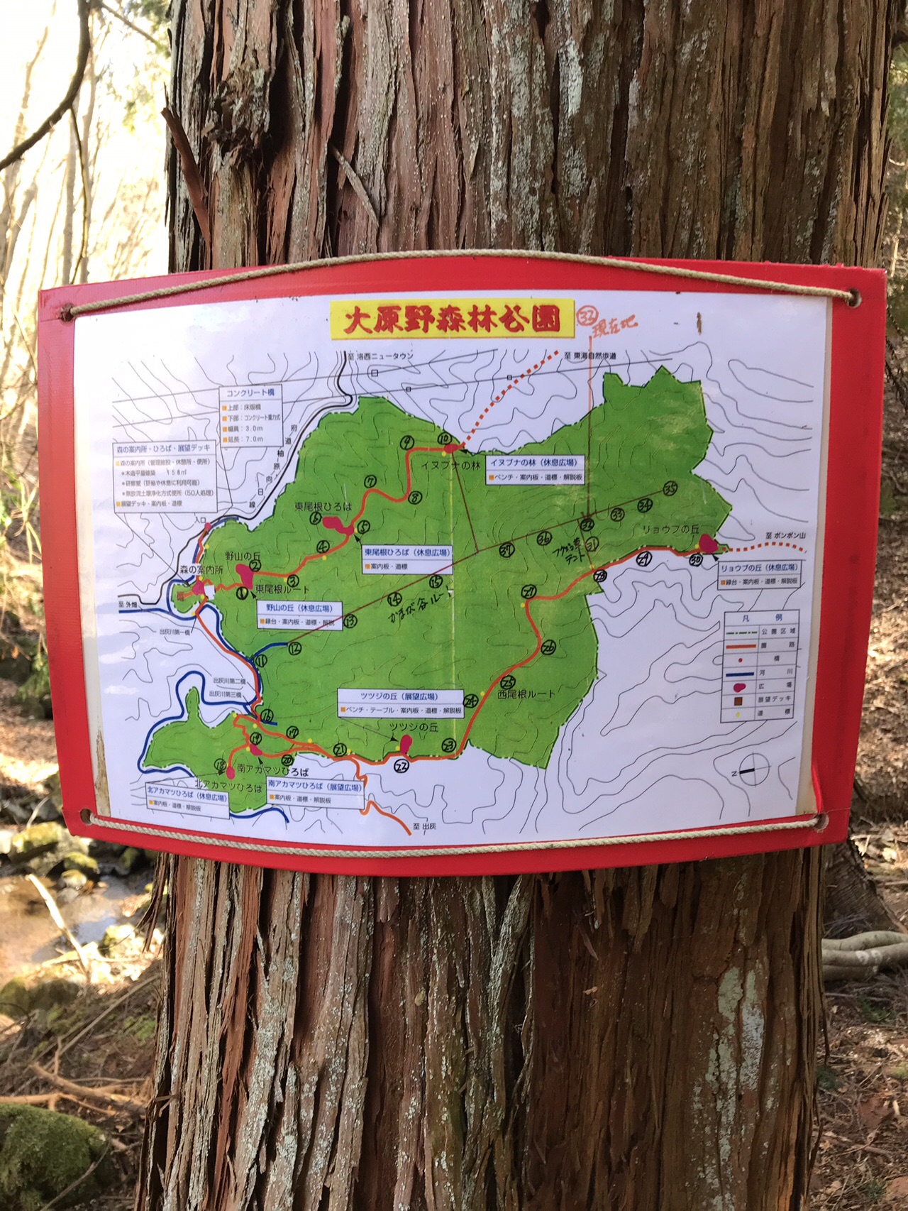 福寿草 大原野森林公園 から西尾根ルート Shin16さんのポンポン山 釈迦岳 小塩山 若山の活動データ Yamap ヤマップ