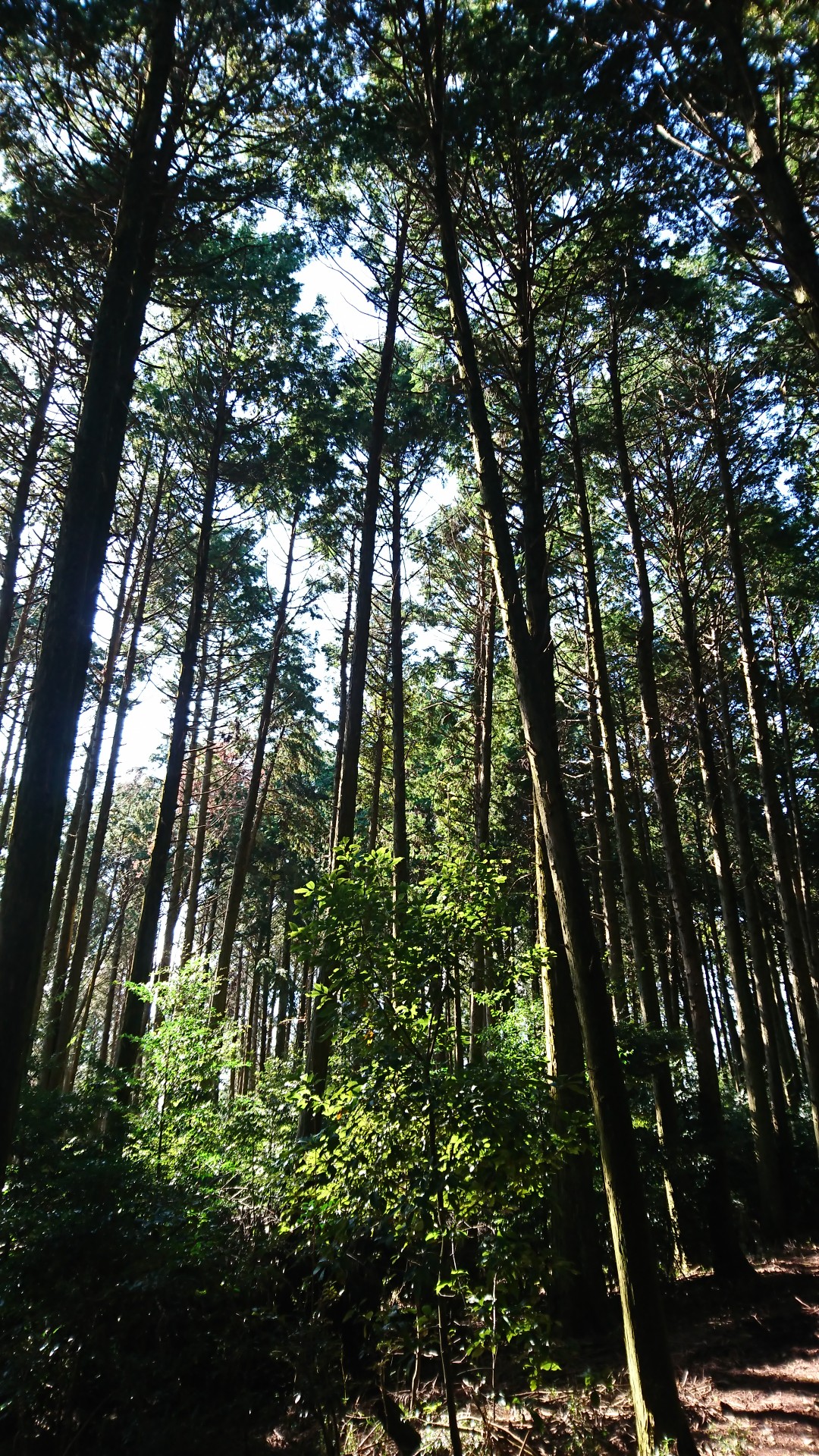 逢坂山 長等山 如意ヶ岳 大文字山 善気山 吉田山 しかばねさんの大文字山 如意ヶ嶽 稲荷山の活動日記 Yamap ヤマップ