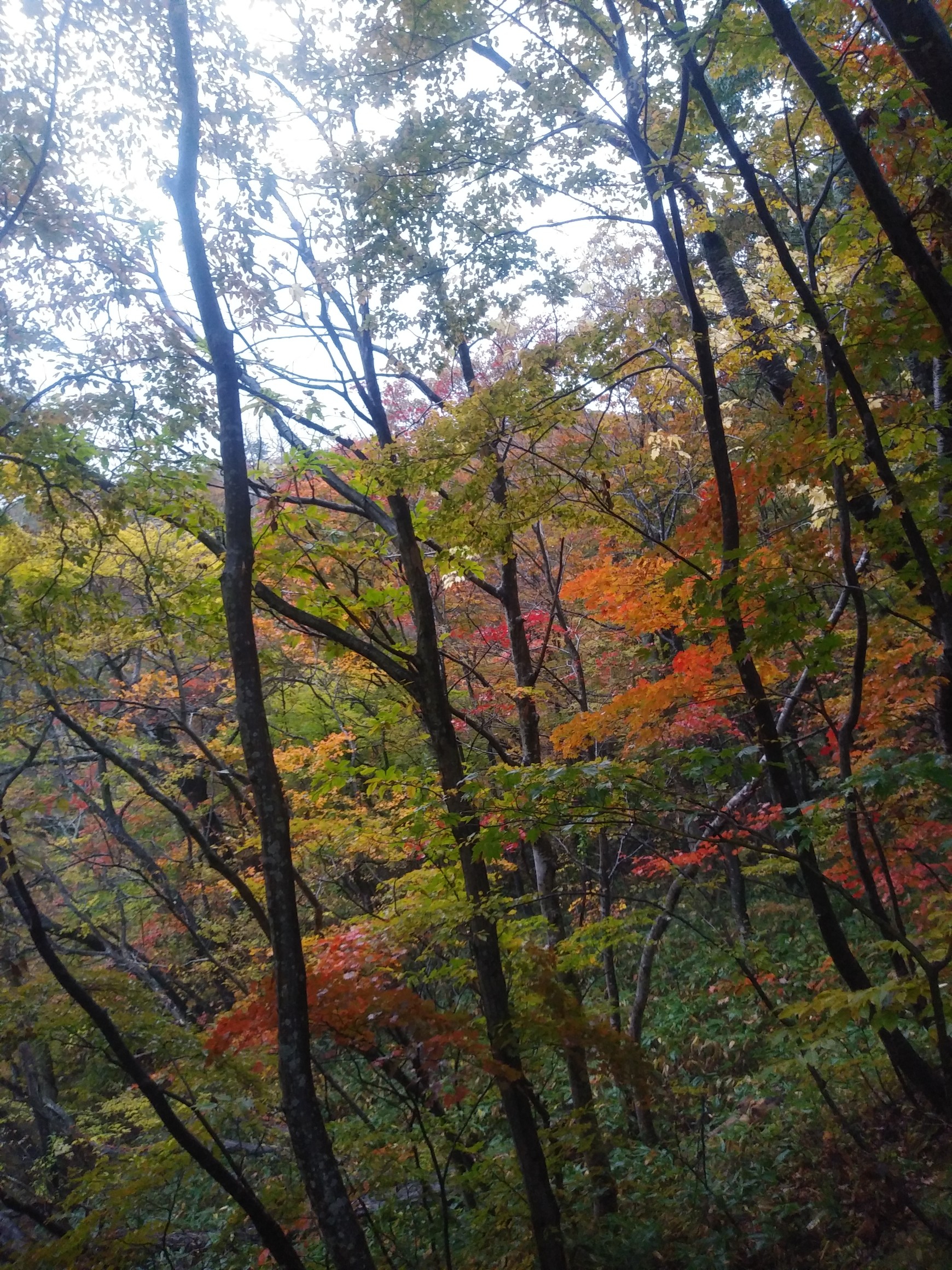 高館山 山形県 大山公園下池紅葉 19 11 09 Macさんの高館山 荒倉山の活動データ Yamap ヤマップ