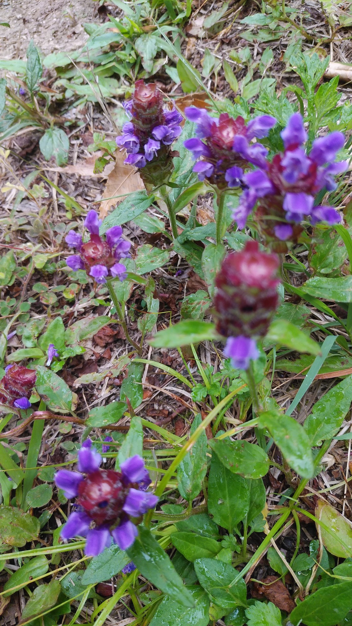 鬼ノ鼻山 聖岳 19 06 18 くみちゃんさんの鬼ノ鼻山 聖岳の活動日記 Yamap ヤマップ