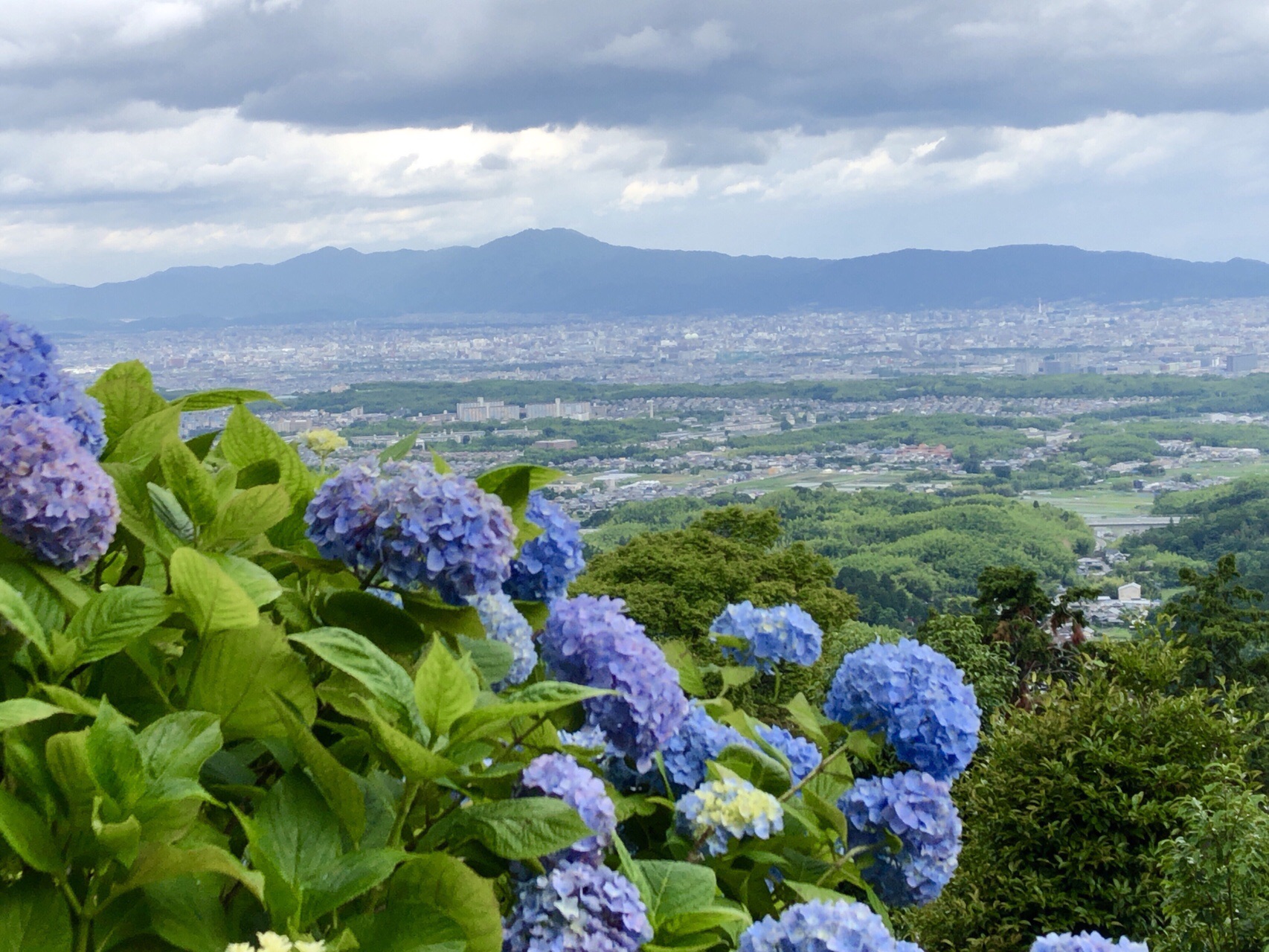 ポンポン山から善峯寺あじさい巡り ばーどさんのポンポン山 釈迦岳 小塩山 若山の活動日記 Yamap ヤマップ