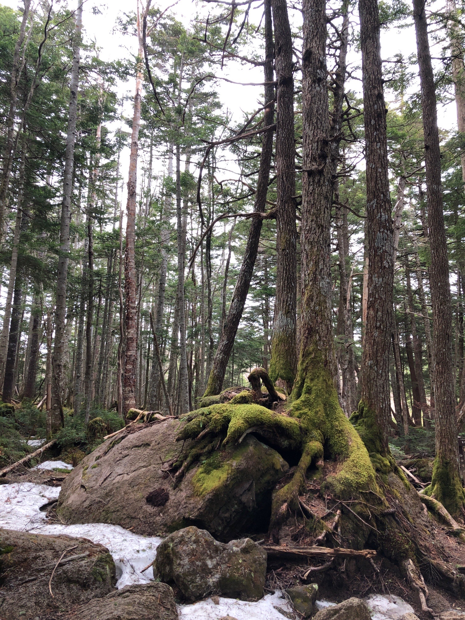 蓼科山・横岳・縞枯山 幻想的な、苔と樹木