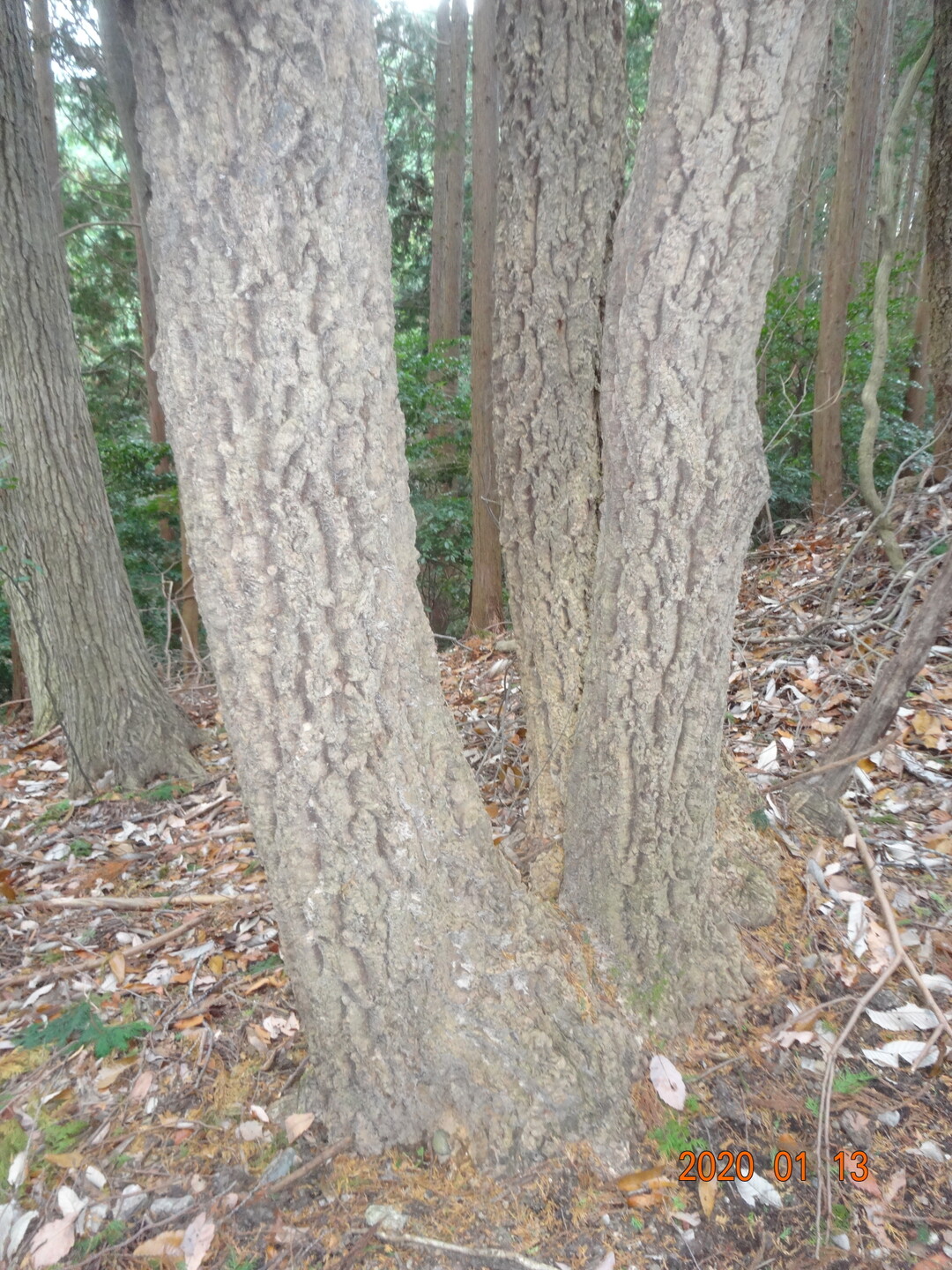府庁山 葛城28宿の18番経塚 旗尾岳 天見富士 Yamaさんの金剛山 二上山 大和葛城山の活動日記 Yamap ヤマップ
