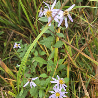 これも菊なんだけど…
