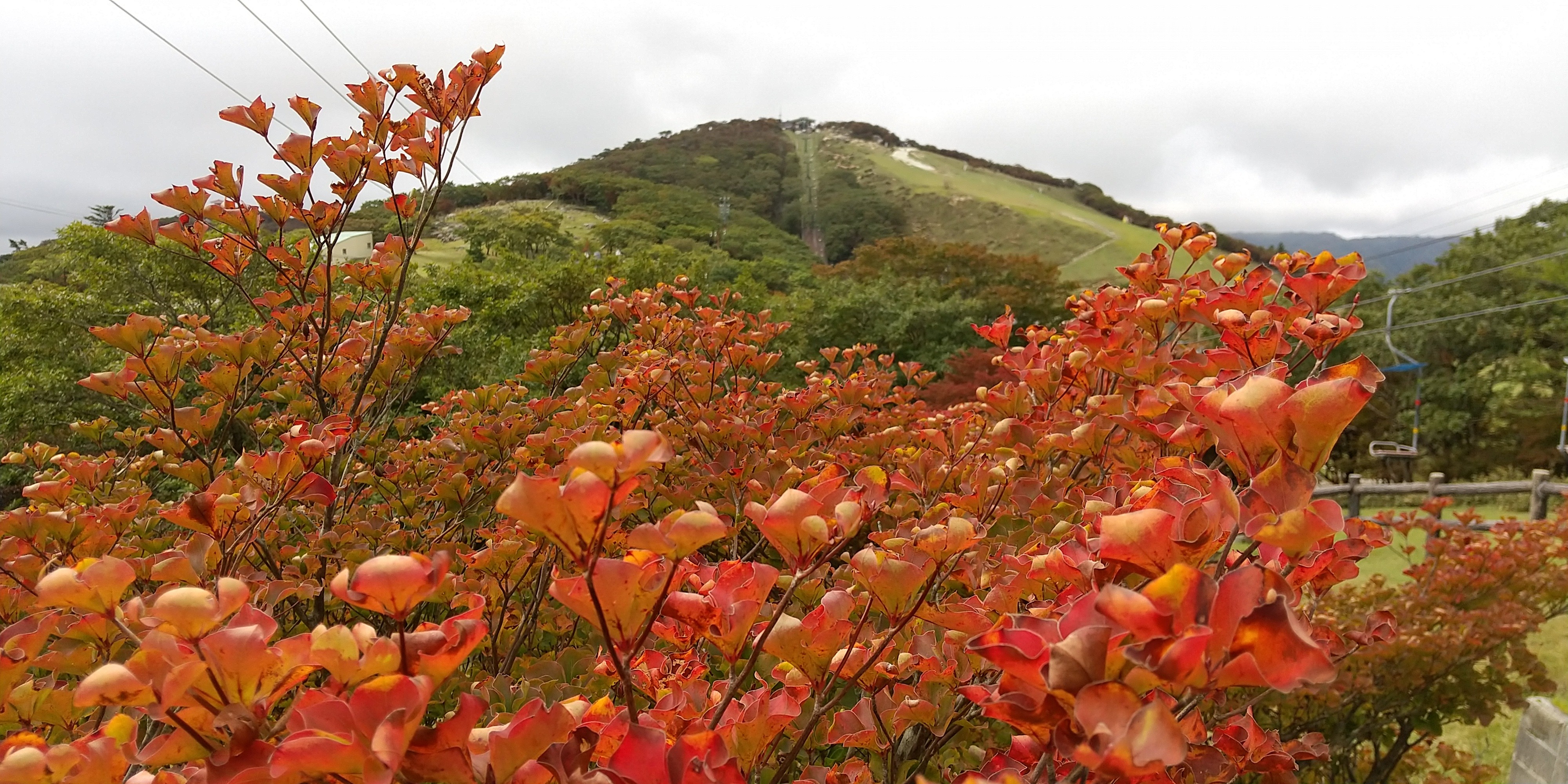 紅葉情報 御在所岳 鈴鹿のやなさんさんの御在所岳 御在所山 雨乞岳の活動データ Yamap ヤマップ