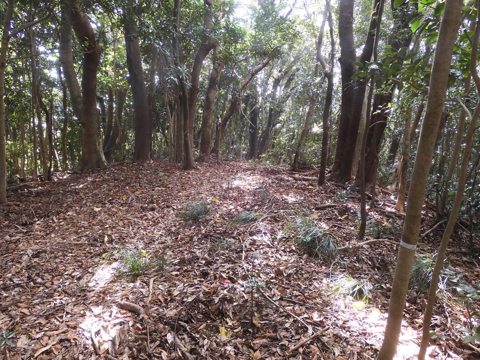水晶岳（すいしょうだけ 183m）山頂。　
山頂を示すものは見当たりませんが、ここら辺りがピークのようです。　
※眺望無し