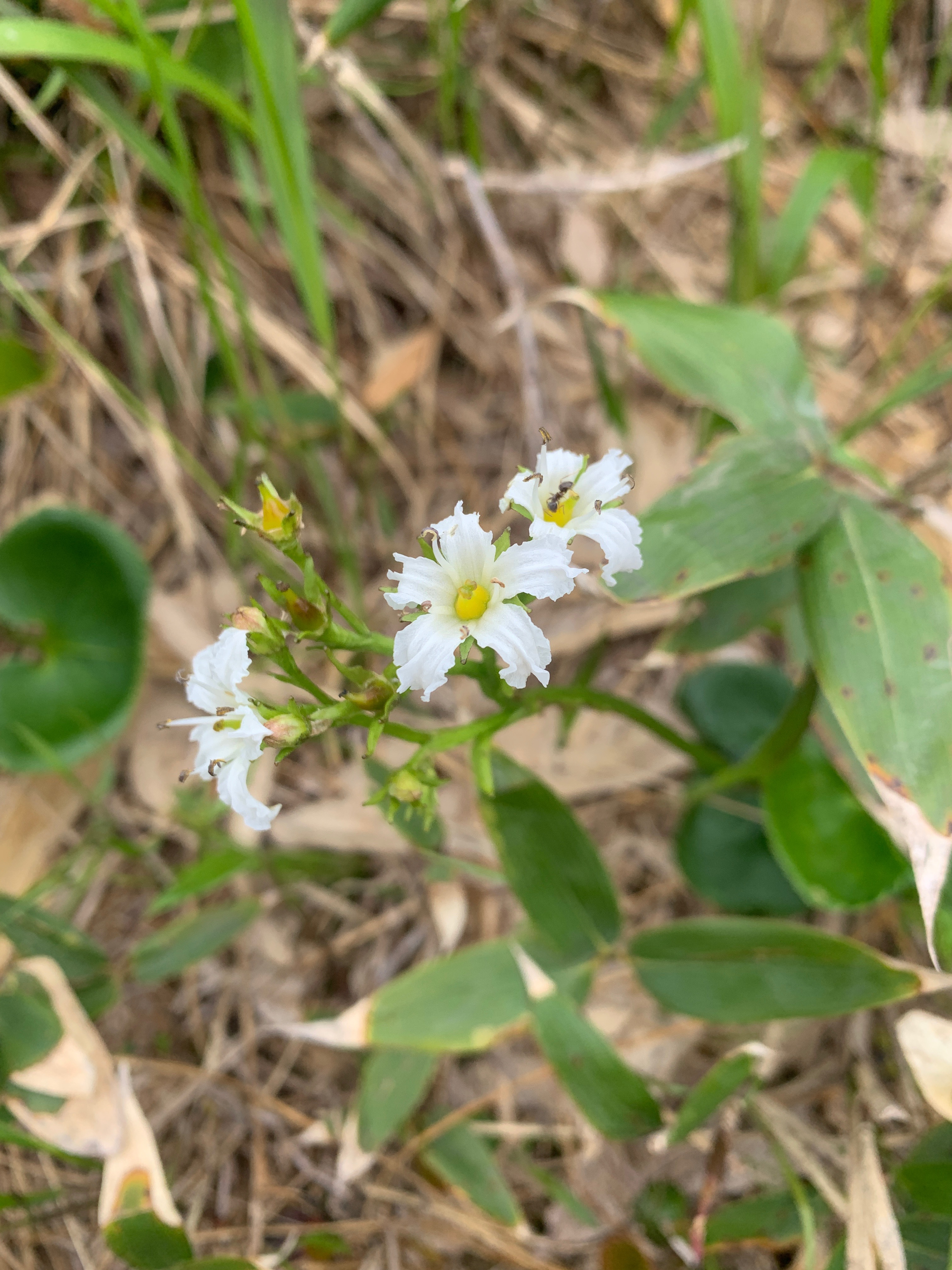 日帰り最難関 平ヶ岳 へエクストリーム書道 のんのんさんの平ヶ岳 台倉山 池ノ岳の活動日記 Yamap ヤマップ