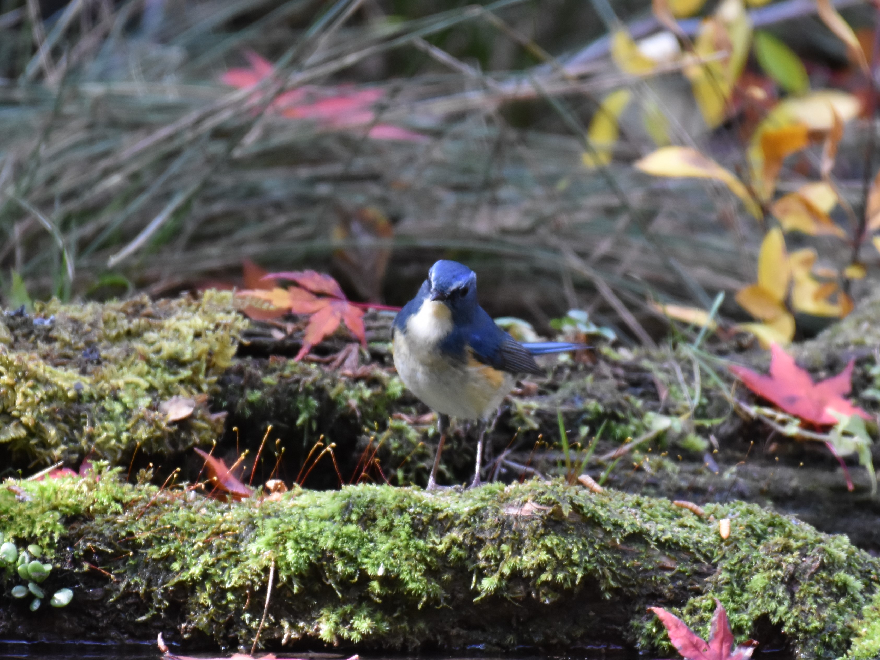 幸せを呼ぶ青い鳥 ルリビタキ しゃあさんの六甲山 長峰山 摩耶山の活動データ Yamap ヤマップ