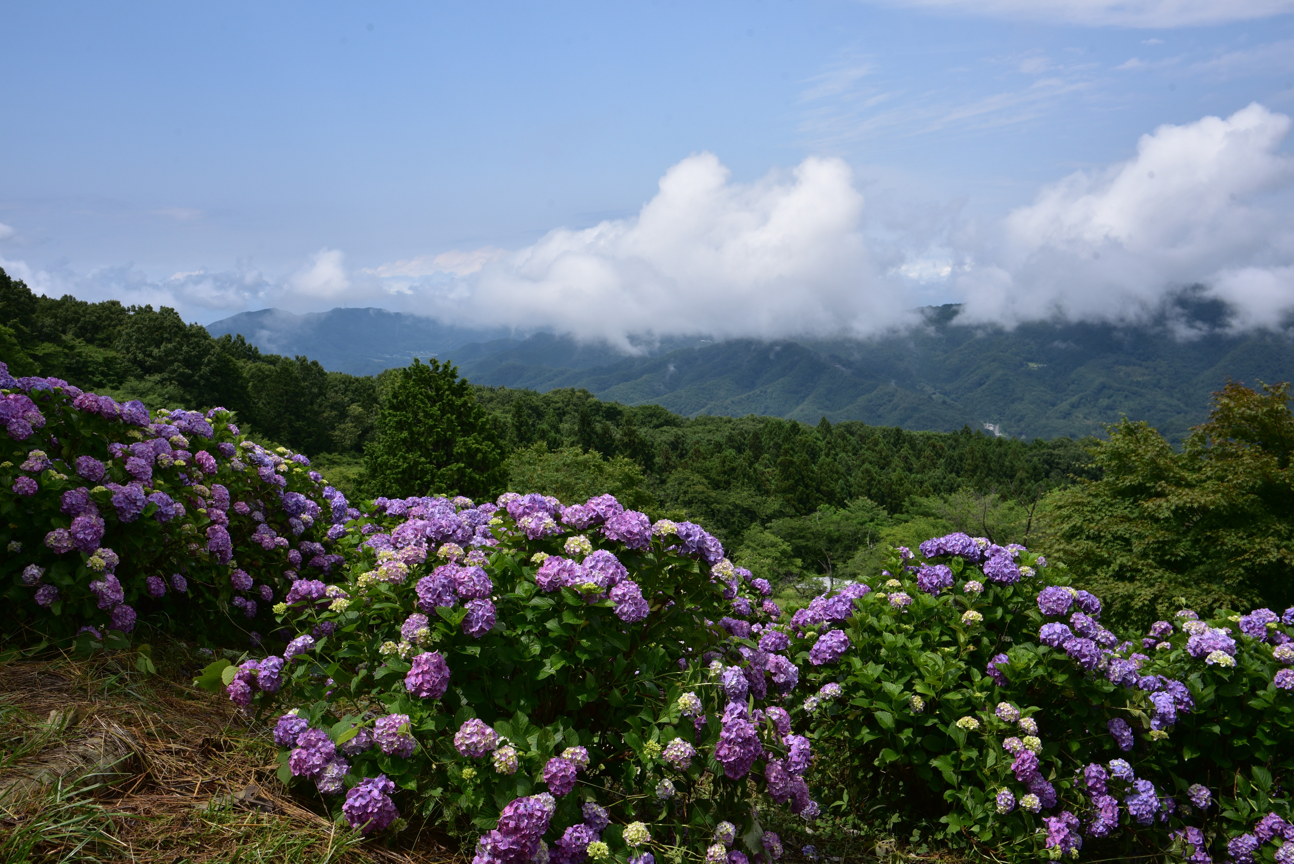 美の山公園 あじさい てらぞうさんの簑山の活動データ Yamap ヤマップ
