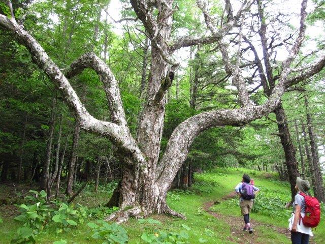 櫛形山からアヤメ平へ Y191さんの櫛形山 裸山 唐松岳の活動データ Yamap ヤマップ