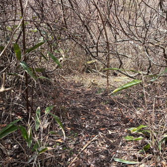 六甲山・長峰山・摩耶山 匍匐前進でないと通れない。
メイちゃん向けの道
夏場はちょっと来たくない