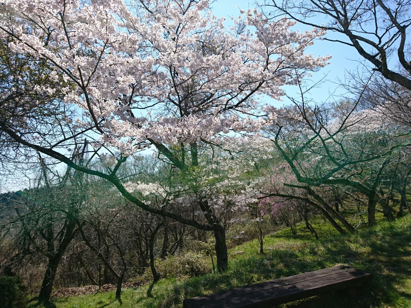県民の森でスミレ緊急調査 サエモンさんの仙台市の活動日記 Yamap ヤマップ