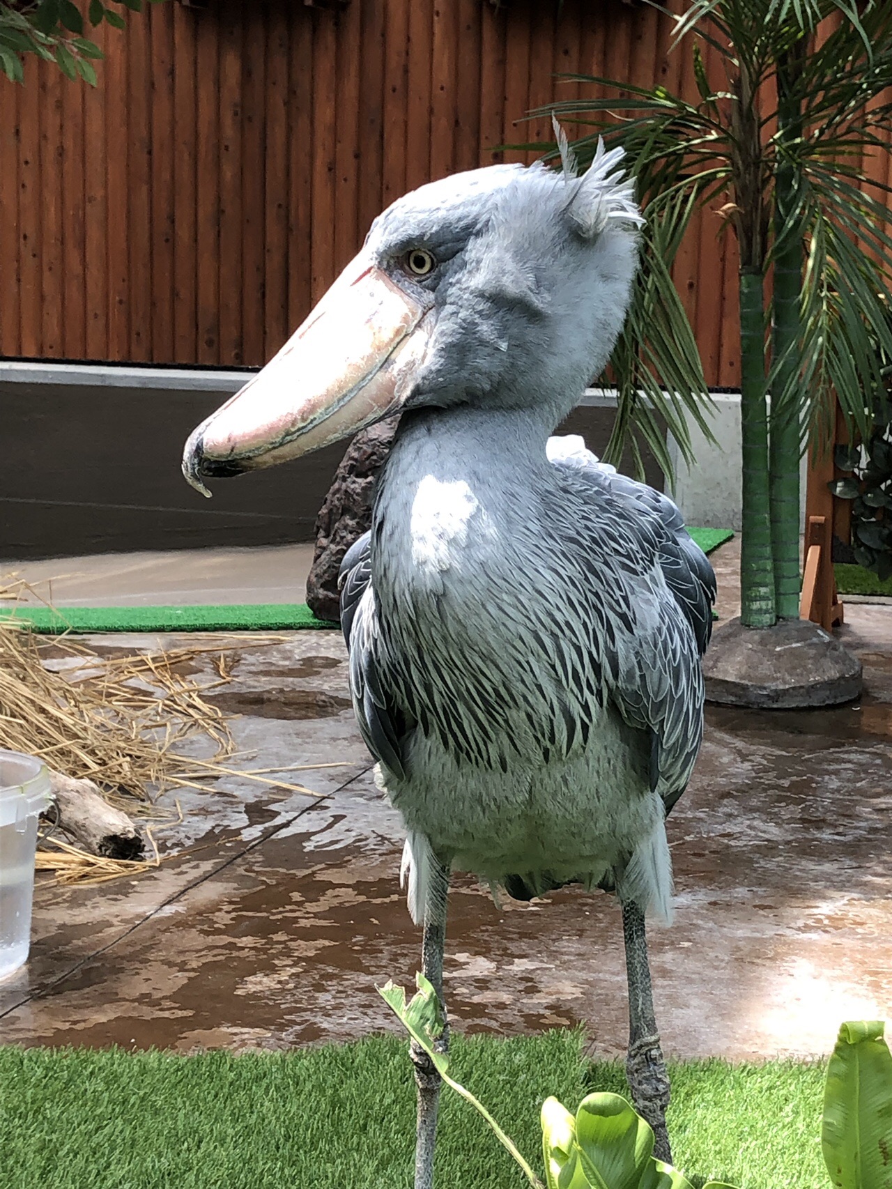 ずっと低迷中 笑 ひよこさんの小笠山の活動日記 Yamap ヤマップ