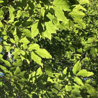 🌿